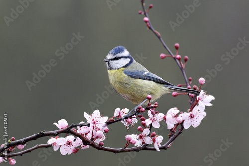 Blue tit, Parus caeruleus photo