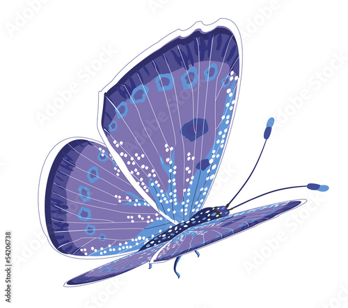 Beautiful isolated blue butterfly