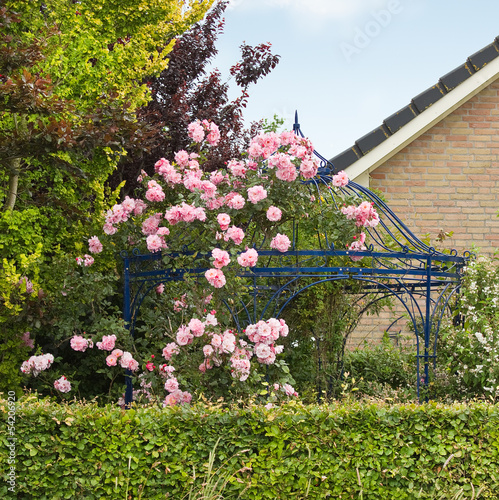 Canvas Print Pink roses growing over gazebo, arbour or bower