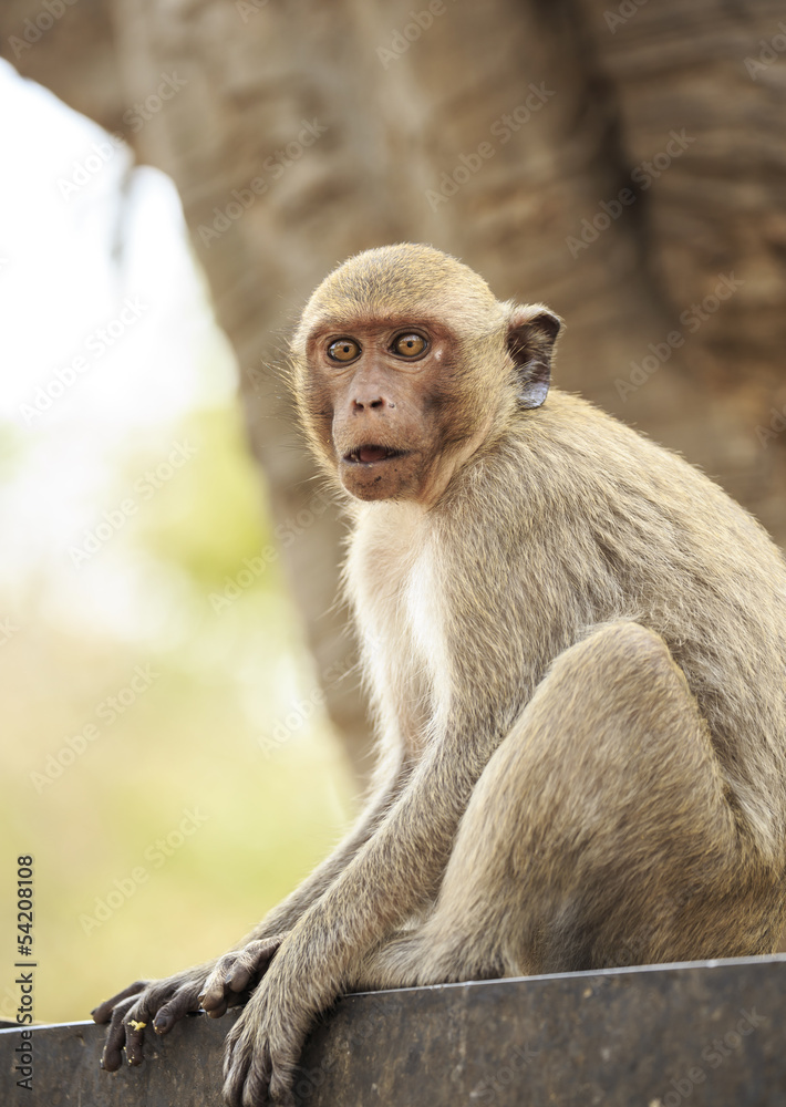 Crab - eating macaque (Macaca irus) 