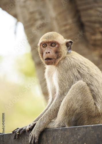 Crab - eating macaque (Macaca irus)  © rtrujira