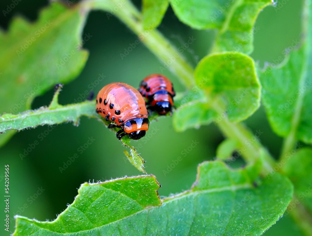 Larvae of the Colorado beetle Larvae of the Colorado beetle