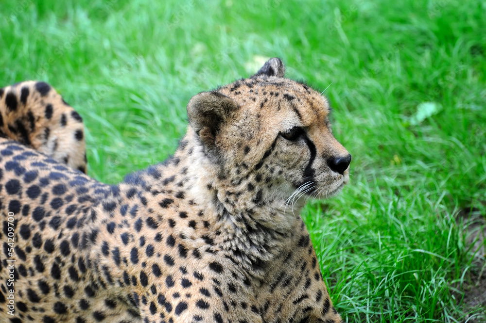Fototapeta premium Beautiful cheetah on a green grass