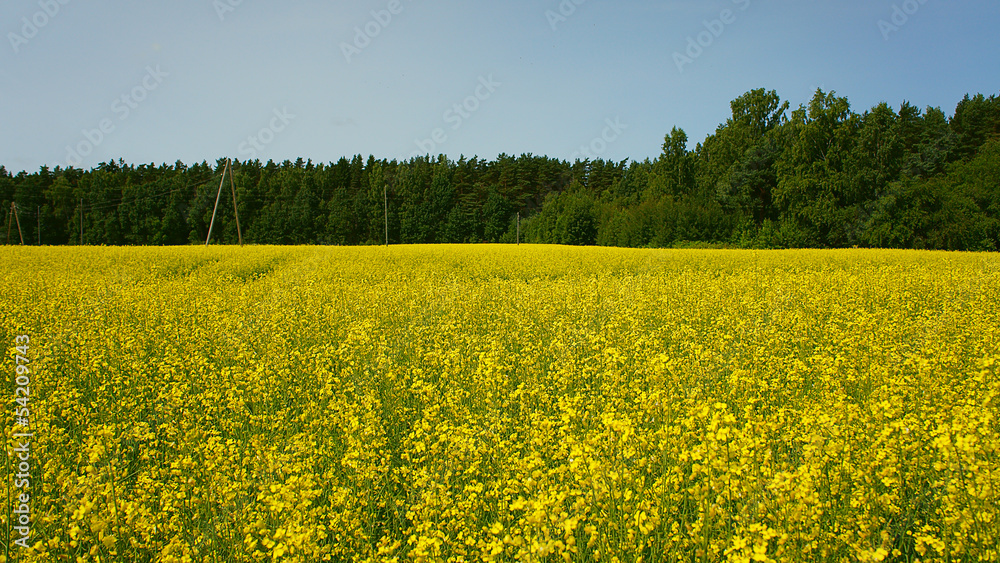 field of rapeseed