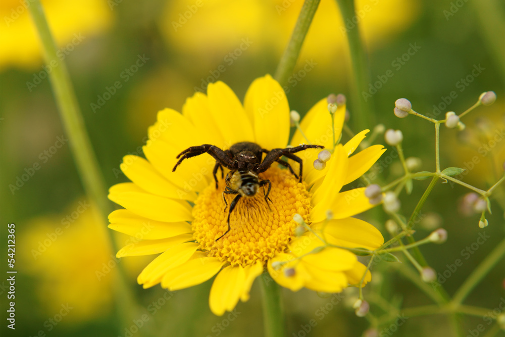 Spinne beim Fressen Spinne beim Fressen