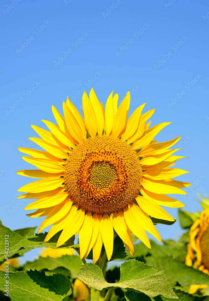 Beautiful sunflower on blue sky background Beautiful sunflower on blue sky background