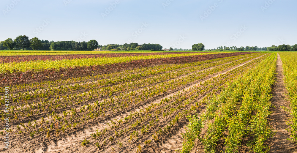 Field of a tree nursery with small yearling Field of a tree nursery with small yearling