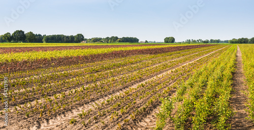 Field of a tree nursery with small yearling