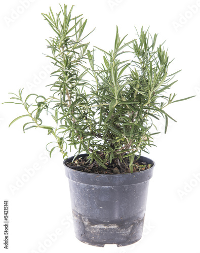 Rosemary plant isolated on white