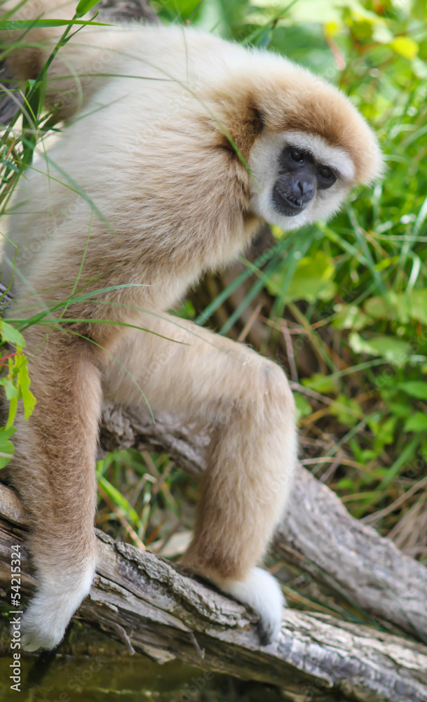 Obraz premium Monkey