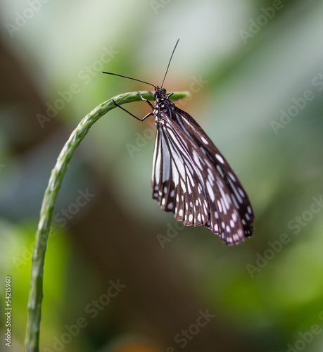 beautiful butterfly