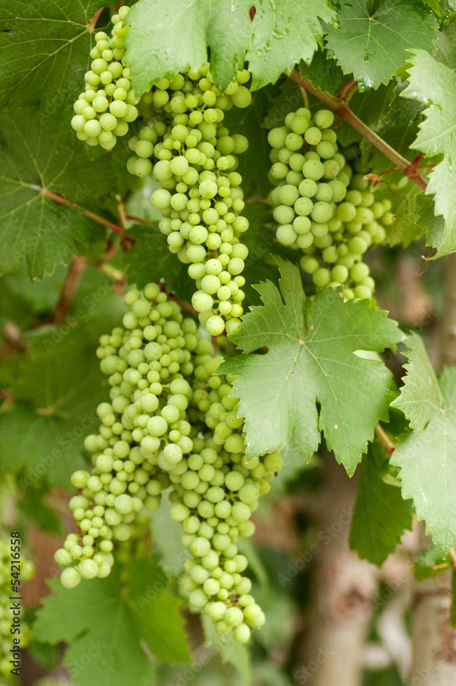 Green grapes on vine