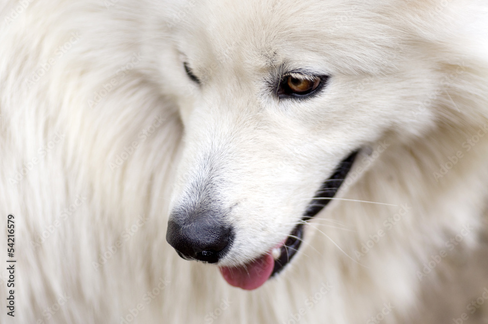 White dog portrait White dog portrait