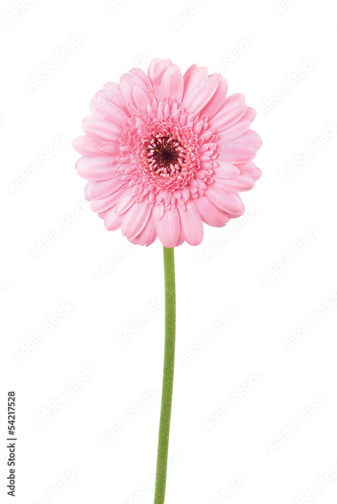 Pink gerbra on a white background. Clipping path included.