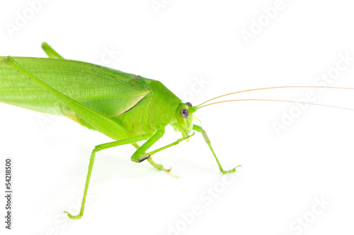 long horned grasshopper