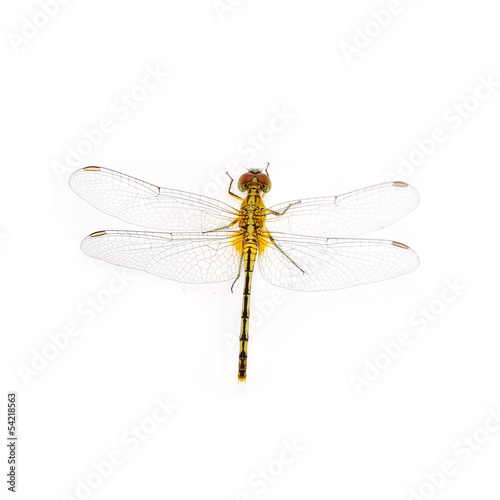 Yellow dragonfly © thawats