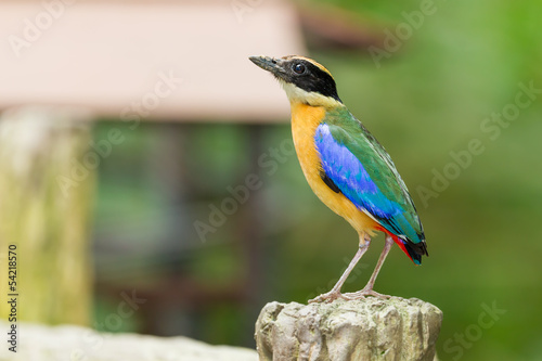 Canvas Print Blue winged Pitta ( Pitta moluccensis)standing