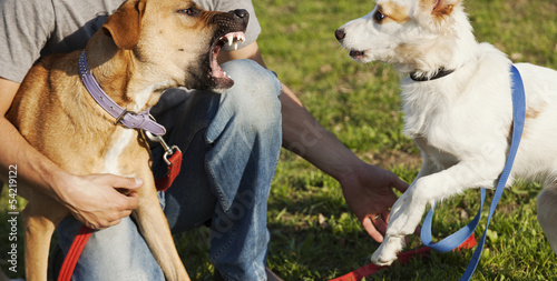 Two Dogs and Trainer Playing in Park