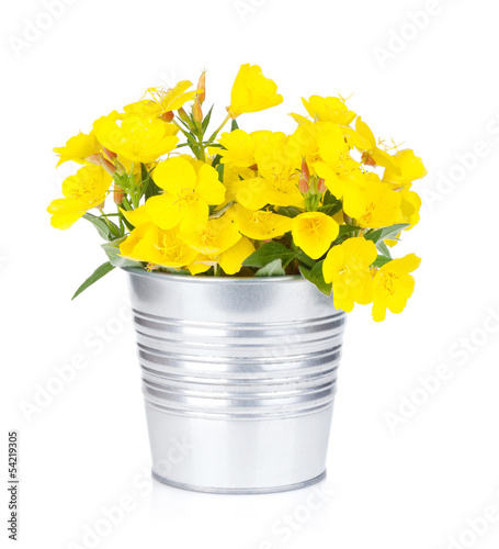 Fototapeta Naklejka Na Ścianę i Meble -  Yellow flowers in bucket