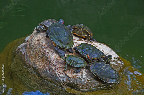 Tortoise photo