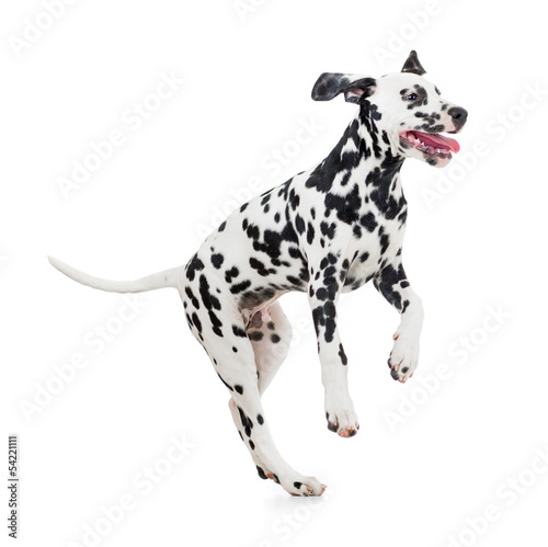 jumping Dalmatian dog isolated on white