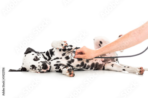 Veterinary examination of Dalmatian dog lying on back