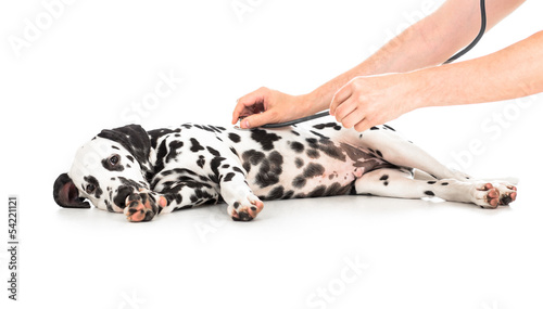 Veterinary examination of Dalmatian dog