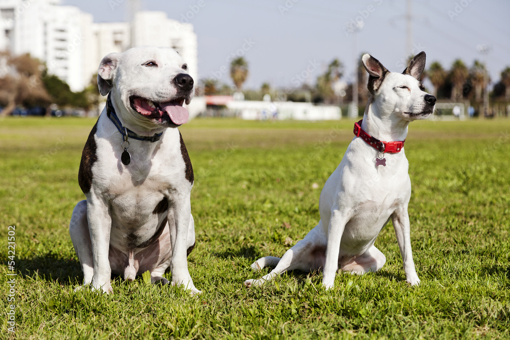 Two Dogs in the Park