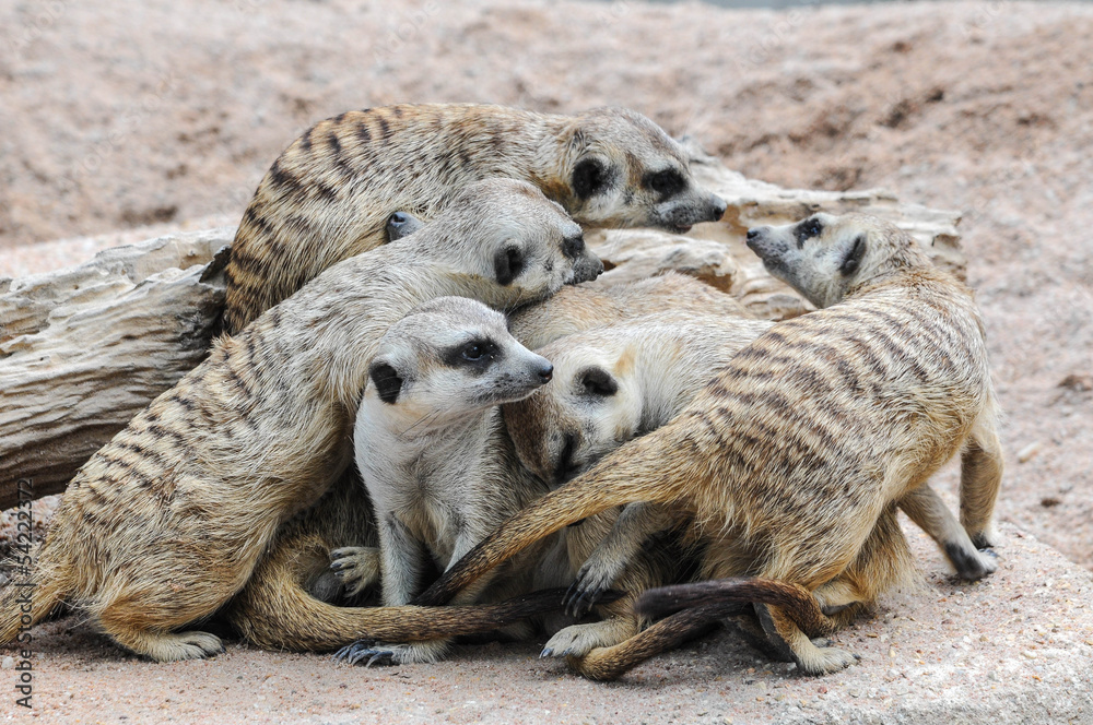 Fototapeta premium Family of Meerkats