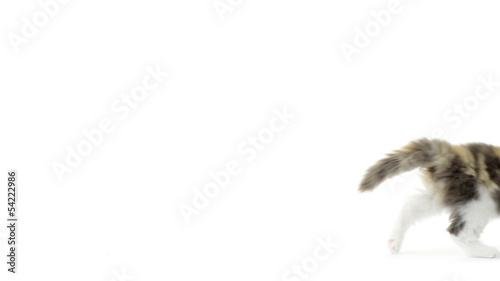 Slow motion of a British Longhair kitten running after a ball