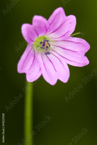 macro close of a violet photo