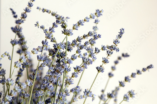 Fototapeta Naklejka Na Ścianę i Meble -  lavender