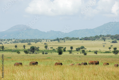 Herd of elephants, Kidepo Valley National Park, Uganda photo
