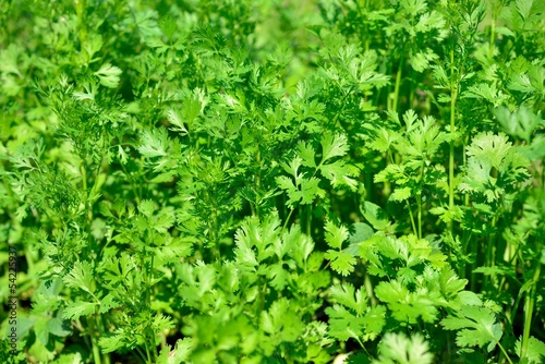 parsley on a bed