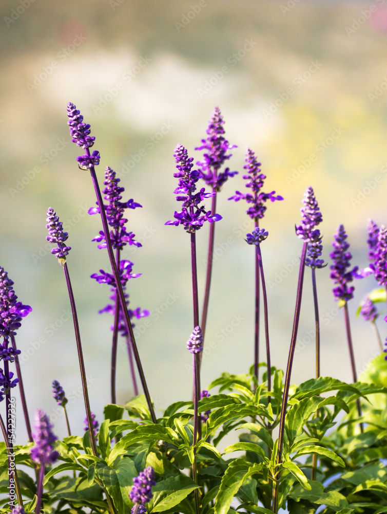 Obraz premium Blue Salvia plant
