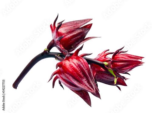 Red roselle isolated