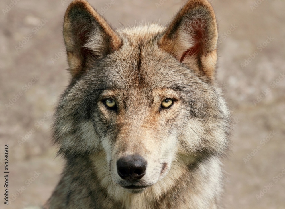 Naklejka premium portrait de loup