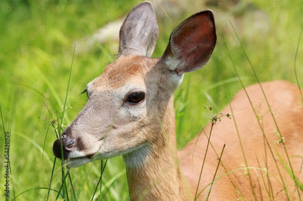 Obraz premium cerf en été