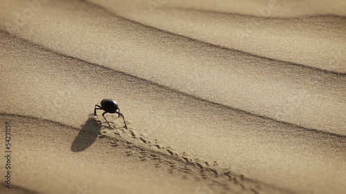 Video 1920x1080 - Scarab is making a mark in the sand