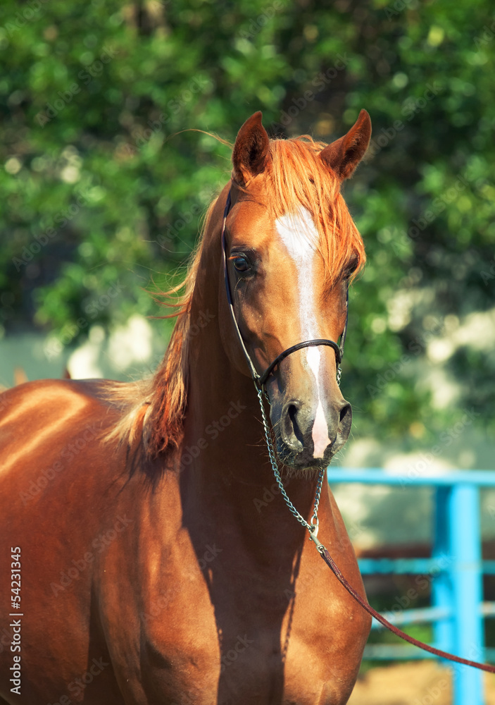 Obraz premium portrait of beautiful sorrel young horse