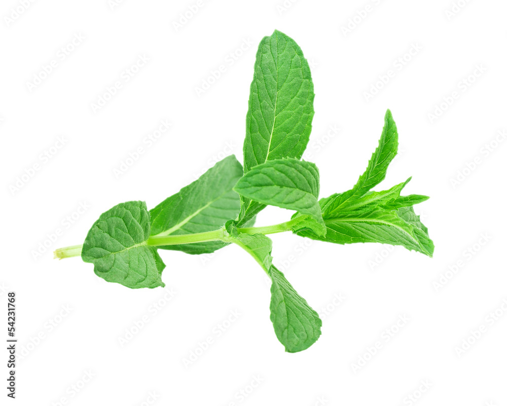 lemon balm, mint lemon balm, mint