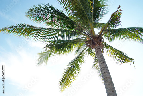 Coconut tree 2