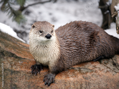 Canadian river otter.