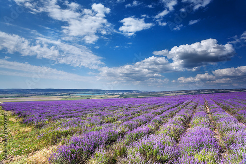 landscape with field of lavender. Crimea.