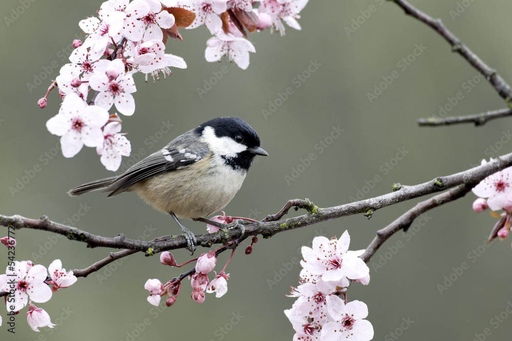 Fototapeta premium Coal tit, Parus ate