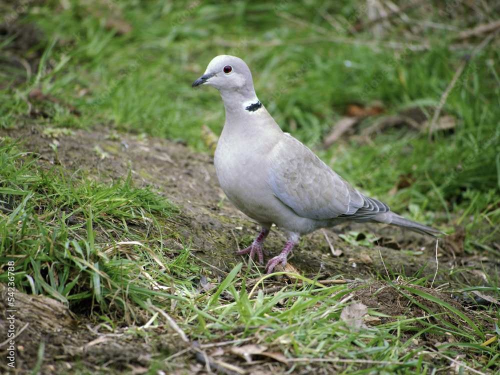 Collared dove, Streptopelia decaocto Collared dove, Streptopelia decaocto