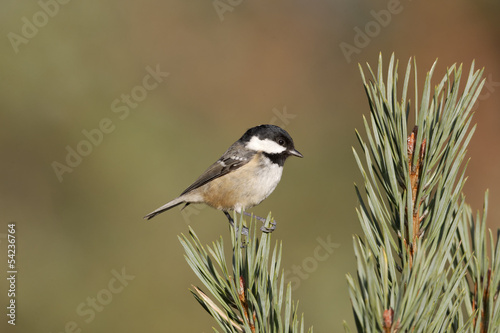 Coal tit, Parus ate