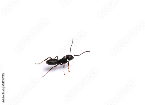 Black ant, isolated on white © Africa Studio