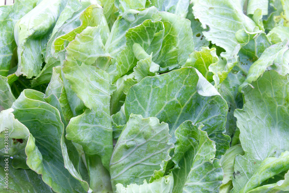 Brussels sprouts,Vegetable Brussels sprouts,Vegetable