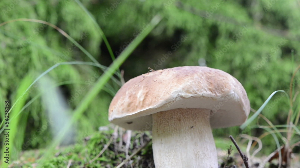 blur closeup penny bun boletus cep mushroom grow moss tree blur closeup penny bun boletus cep mushroom grow moss tree